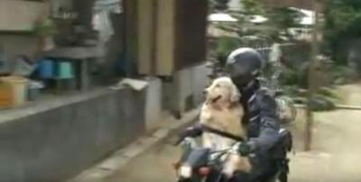 毛をなびかせバイクに乗るワイルドな犬