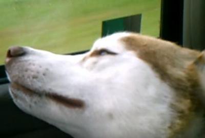 安心して下さい。起きてますよ。睡魔と闘う犬