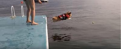 コーギー犬の必死な海への飛び込み