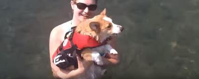 コーギー犬の必死な海への飛び込み