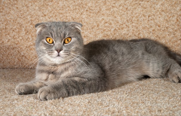 Scottish Fold_R