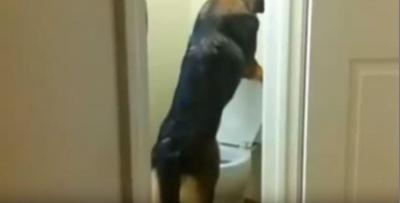 驚き!トイレの使い方が完璧なシェパード