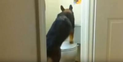 驚き!トイレの使い方が完璧なシェパード
