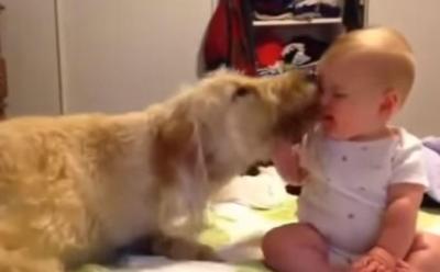 赤ちゃんとスキンシップを取る大型犬
