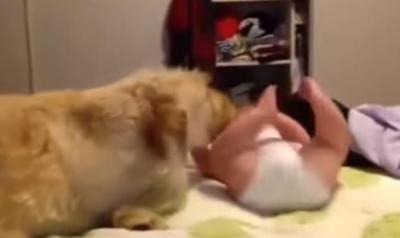 赤ちゃんとスキンシップを取る大型犬