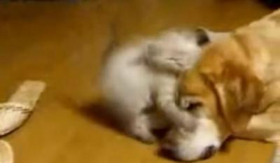 ビックリしても穏やかな大型犬