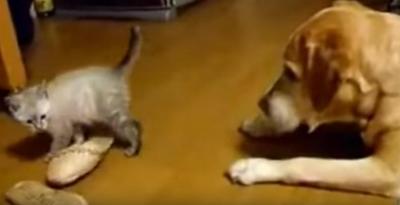 ビックリしても穏やかな大型犬
