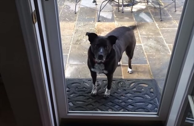doordog_R