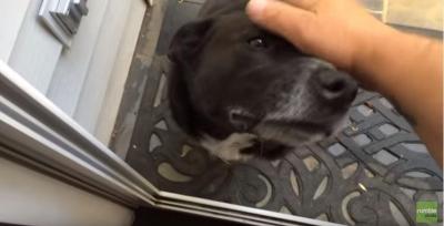 ドアを開けてくれるのを待つ犬。意外な展開とは