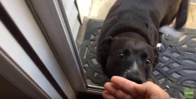 ドアを開けてくれるのを待つ犬。意外な展開とは