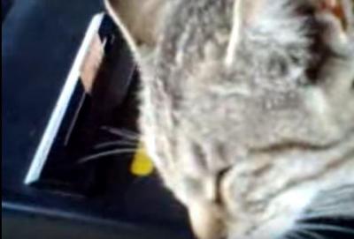 改札機の上で寝る猫。ほのぼのとした風景