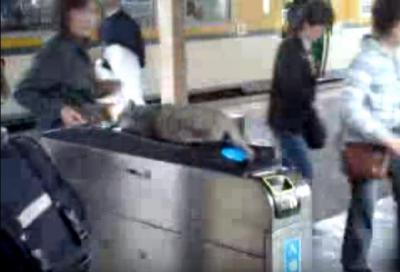 改札機の上で寝る猫。ほのぼのとした風景