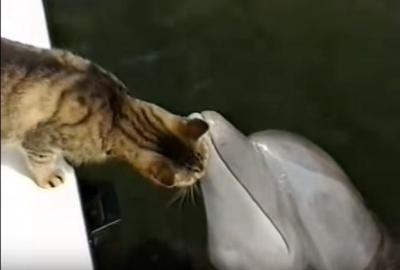 和みます。可愛い猫とイルカのふれ合い