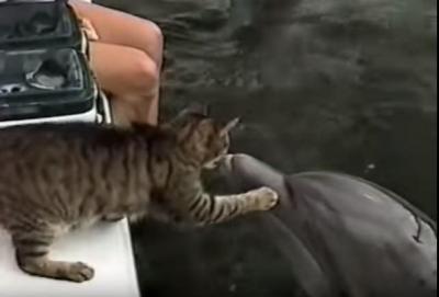 和みます。可愛い猫とイルカのふれ合い