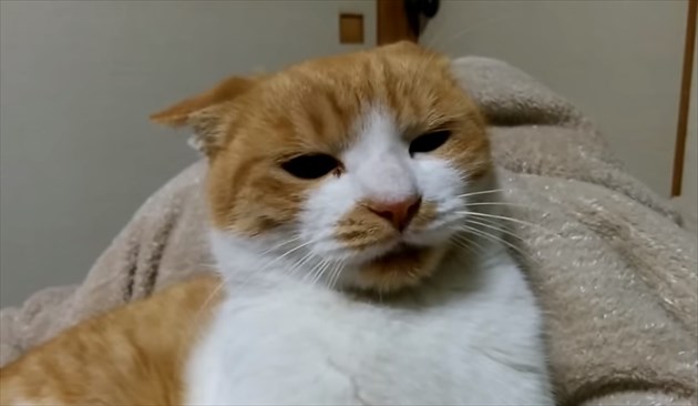 katamaruneko_R