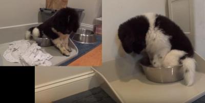犬の行水。スッポリ収まりました
