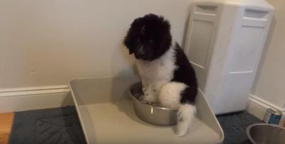 犬の行水。スッポリ収まりました
