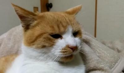 なぜか突然落ち込みはじめた猫