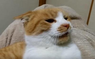 なぜか突然落ち込みはじめた猫