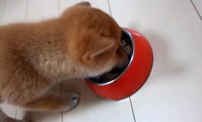 食欲が止まらない!食べ盛りな子犬