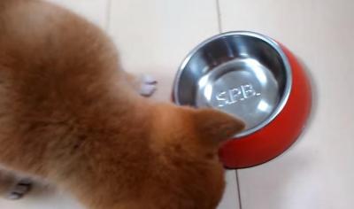 食欲が止まらない!食べ盛りな子犬