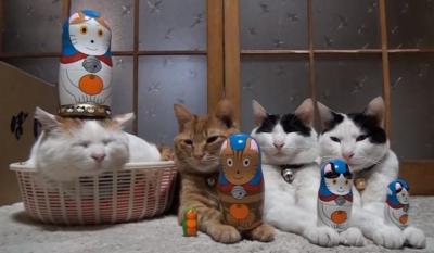 何をされても気にしない猫たち