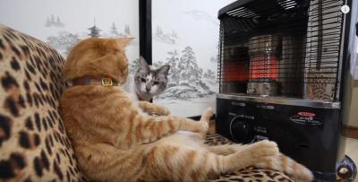 ストーブの前は猫の特等席だニャン