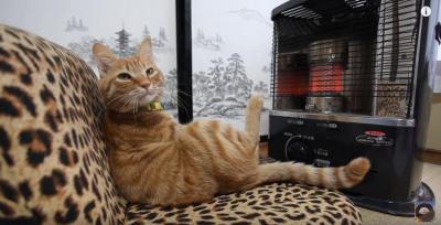 ストーブの前は猫の特等席だニャン