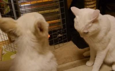子犬をかじってしまい、気まずくなった猫