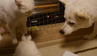 子犬をかじってしまい、気まずくなった猫