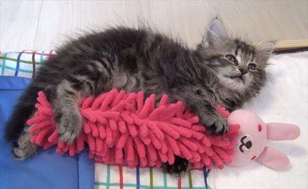 omochanidakitsukuneko