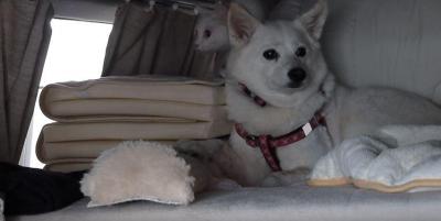 初めての洗車機に車内を逃げ惑う犬と猫