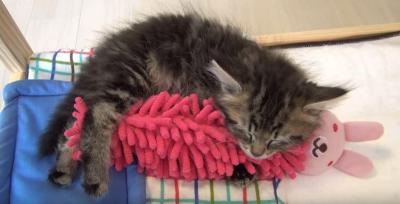 人形を抱きしめて寝る猫に激萌!
