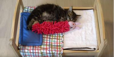 人形を抱きしめて寝る猫に激萌!