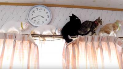 大渋滞!カーテンレールの上の猫たち