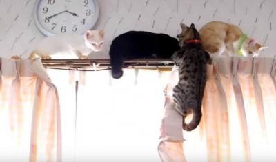 大渋滞!カーテンレールの上の猫たち