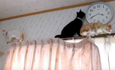 大渋滞!カーテンレールの上の猫たち