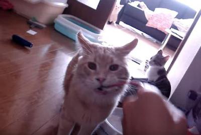 取った獲物は離さない!見ていた猫も逃げる怖さ