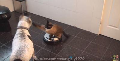 ルンバは戦闘機?ルンバに乗ったまま猫パンチ!