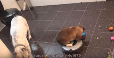ルンバは戦闘機?ルンバに乗ったまま猫パンチ!