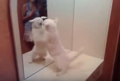 ニャンだ!鏡に映る自分の姿に猛攻撃する猫