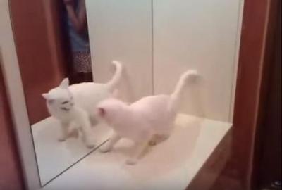 ニャンだ!鏡に映る自分の姿に猛攻撃する猫