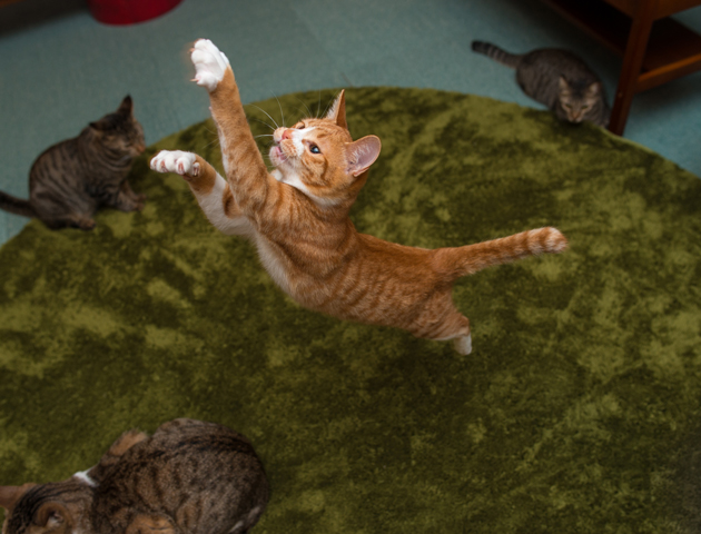 「ジャンプ姿」は猫の魅力!跳躍力の秘密と撮影のコツ