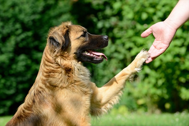 shutterstock_217307104