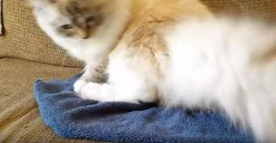 痛い!ハリネズミに座った猫が飛び跳ねる