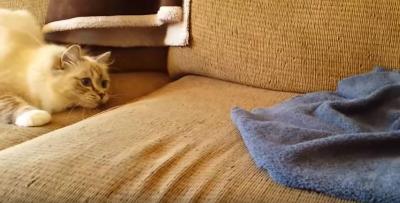 痛い!ハリネズミに座った猫が飛び跳ねる