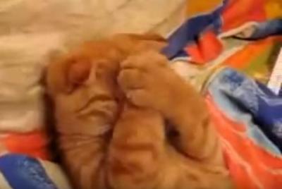 猫の寝ている姿が可愛さ炸裂!