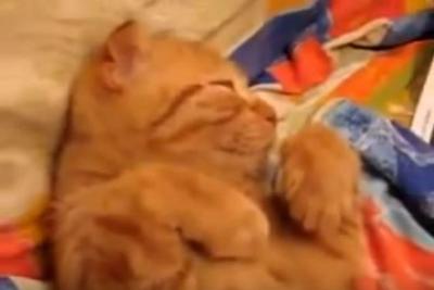 猫の寝ている姿が可愛さ炸裂!