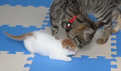 孫をかわいがりすぎるおばあちゃん猫