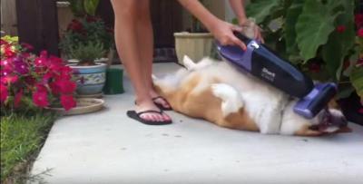掃除機で犬の毛のお手入れも楽々
